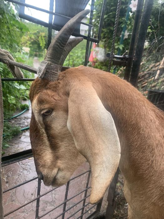 Гарна кізочка хоче в родину