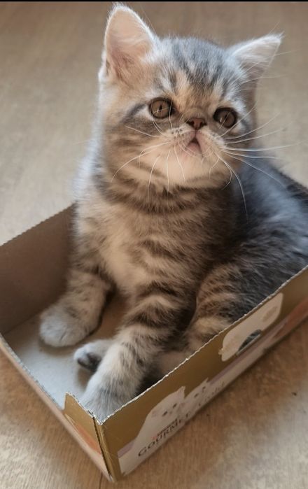 Очаровательный котик экзотик