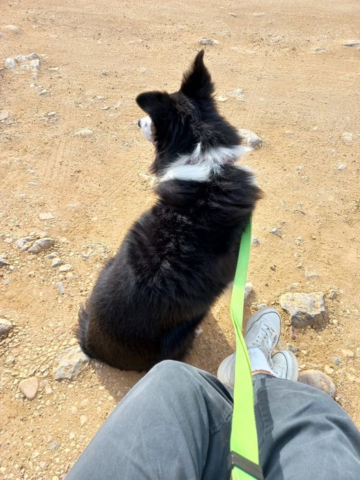Estadia familiar para cães / Quinta do Conde