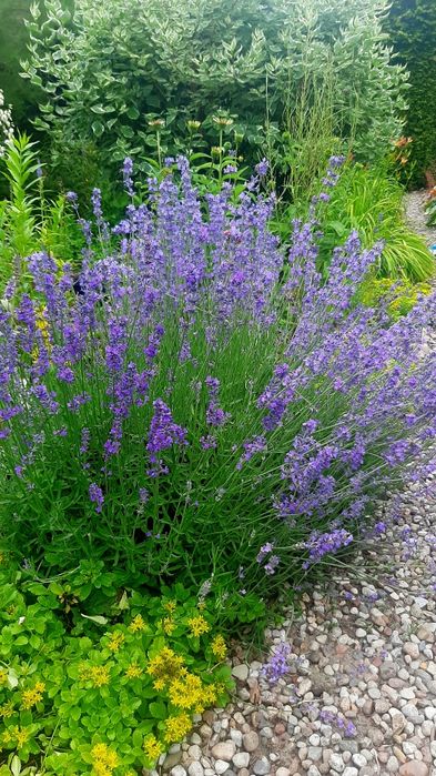 Sadzonki lawendy wąskolistnej odstrasza komary meszki długo kwitnie
