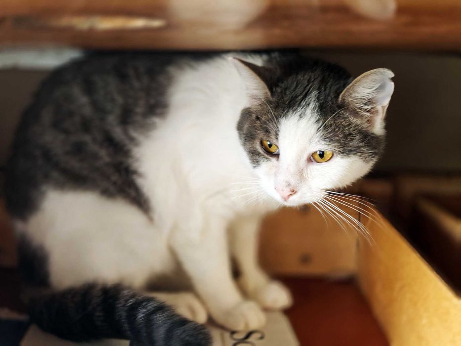 Красуня 1рік Фанні шукає дім кошеня кіт котик котенок коти кішка