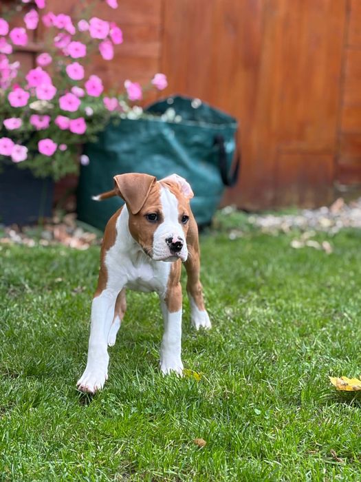 Amstaff ZKWP FCI American Staffordshire Terrier