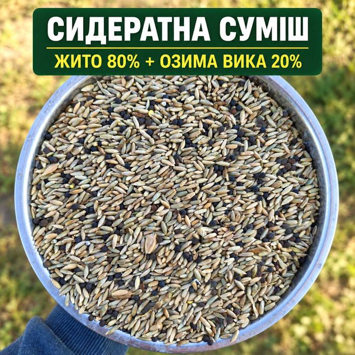 Сидерати. Жито + озима Вика