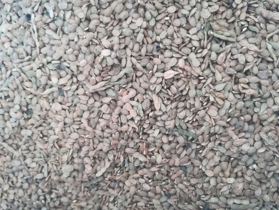 Facelia, saladera, rzodkiew oleista, groch, peluszka