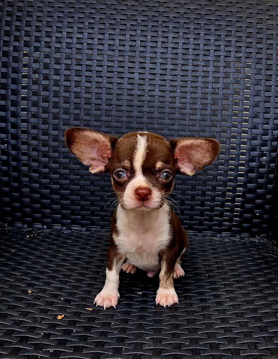 Chihuahua Macho cor Chocolate bem pequenino