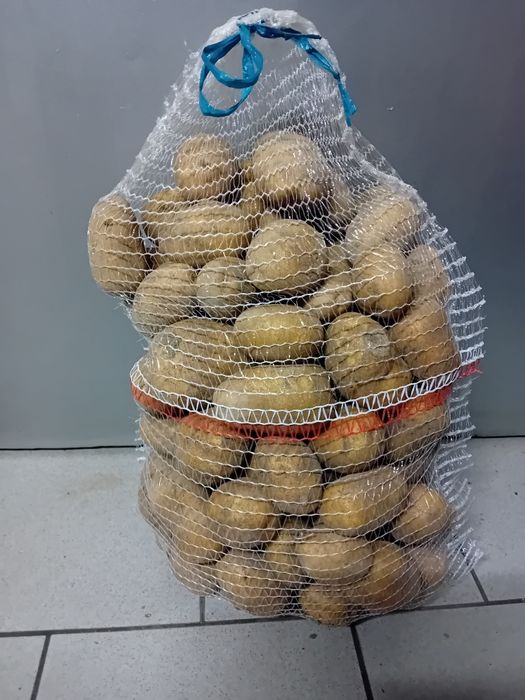 Ziemniaki jadalne Tajfun