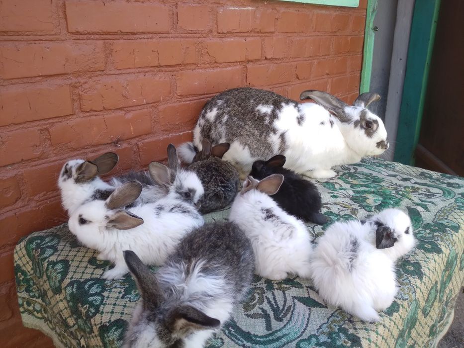Продам кролики різного віку