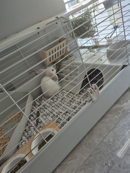 Sprzedam królika ze wszystkim