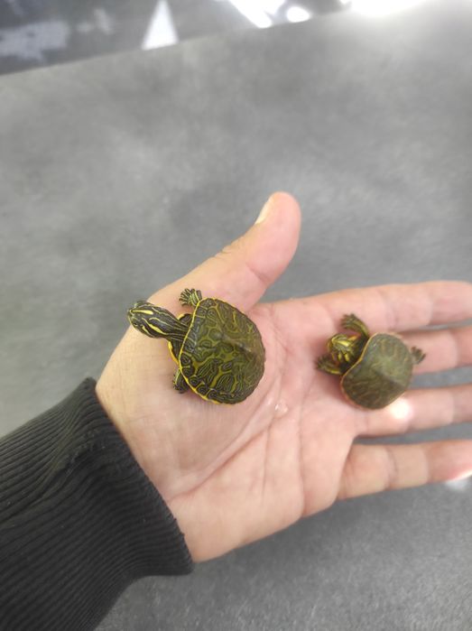 Żółwiki wodno-lądowe promocja