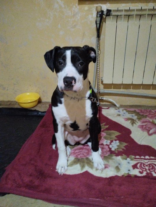 Американський підбультерєр