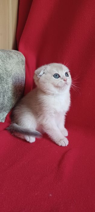 Золотая шиншила девочка