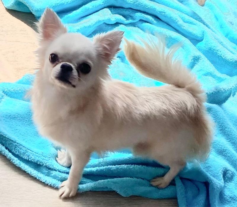 Великолепный мальчик чихуахуа