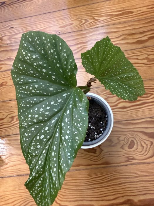 Begonia Diadema e carolina lucerna
