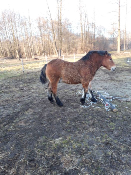 Ogierek zimnokrwisty