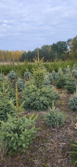 Świerk Srebrny,  pospolity,  jodła kaukaska Hurt-detal