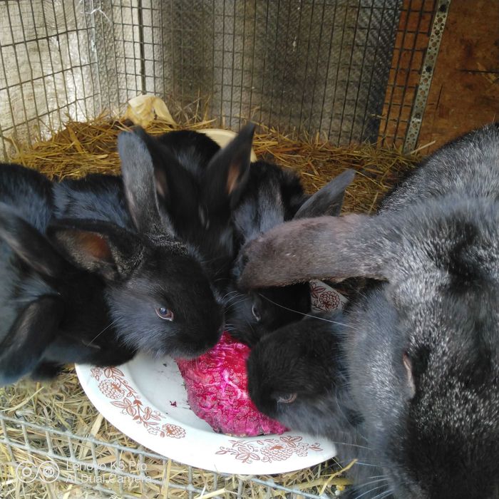 Продам кролів, 4 місяця, дуже гарні