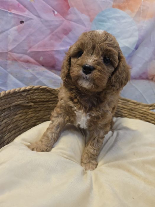 Cavapoo wyjątkowy chłopiec