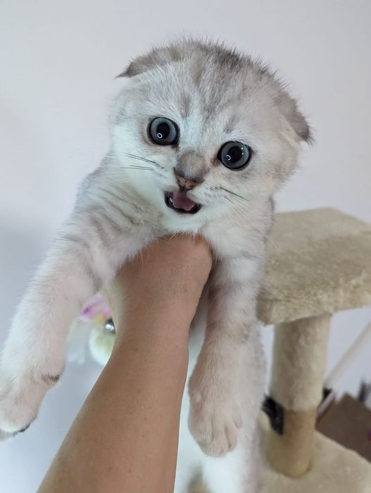 Шикарный мальчик серебристая шиншилла фолд