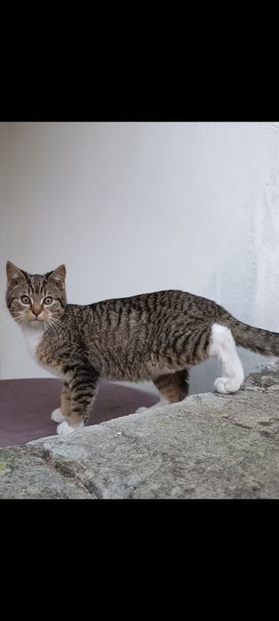 Oddam koty kotki kocurki i 1 kociczka