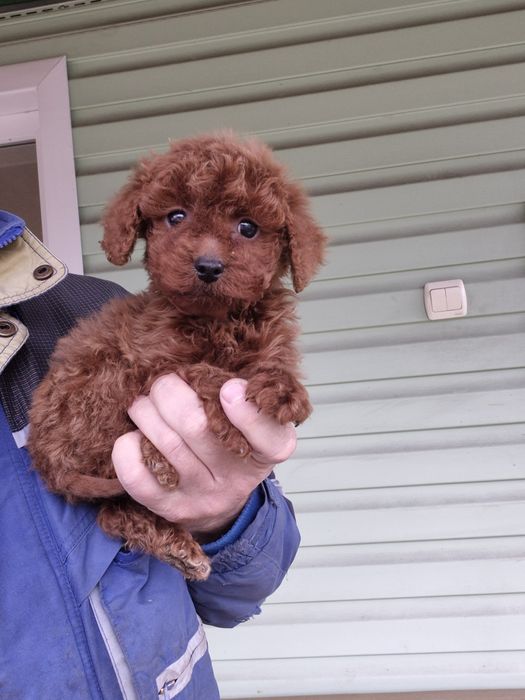 Лапочки пуделяшки