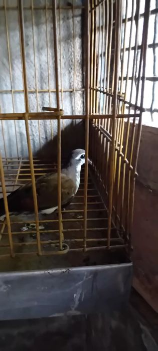 Rolas criadas em cativeiro