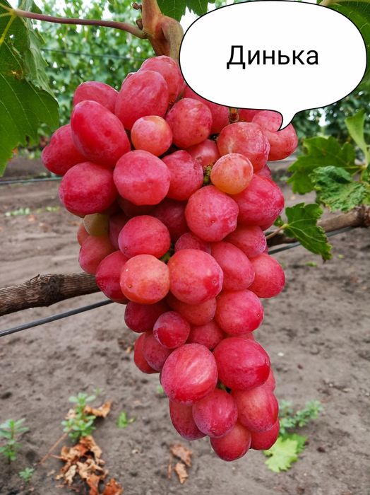 Чубуки винограду