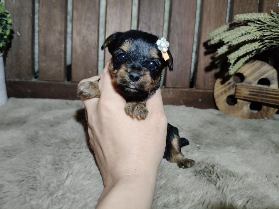 Yorkshire Terrier Fêmea