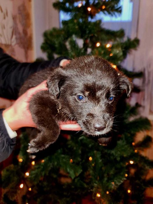 Віддам песиків в добрі руки.