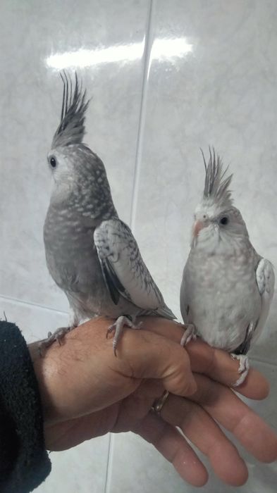 Caturra domesticada e agapornis domésticados.