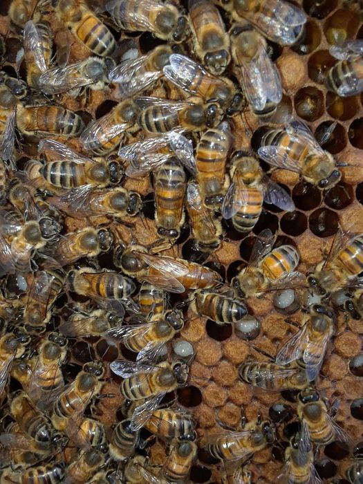 Продам бджолопакети,пчелопакеты