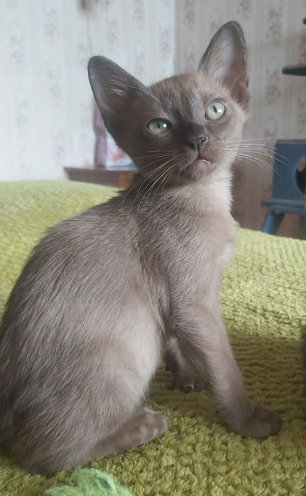 Бурманские котята , бурма, мальчики
