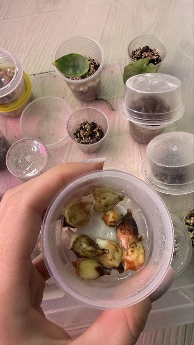 Алоказия  дітки різні сорти