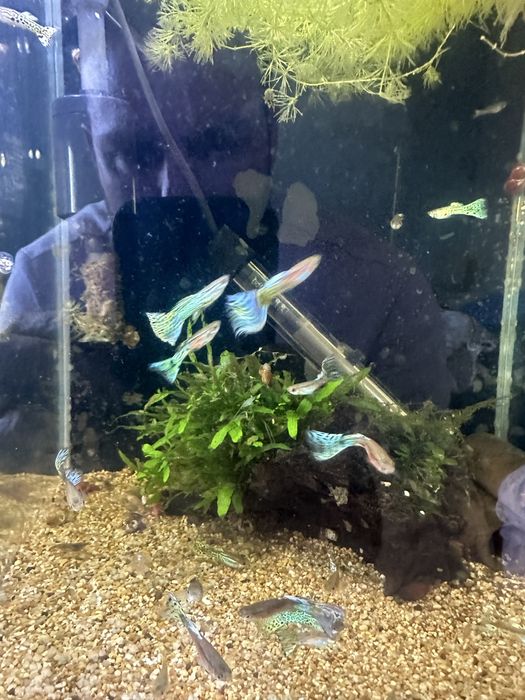 Guppy endler cobra Machos varias cores
