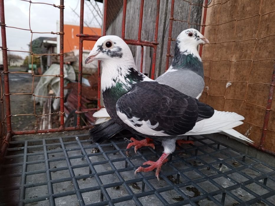 Gołębie pocztowe para pstre ptaki gołębie ozdobne