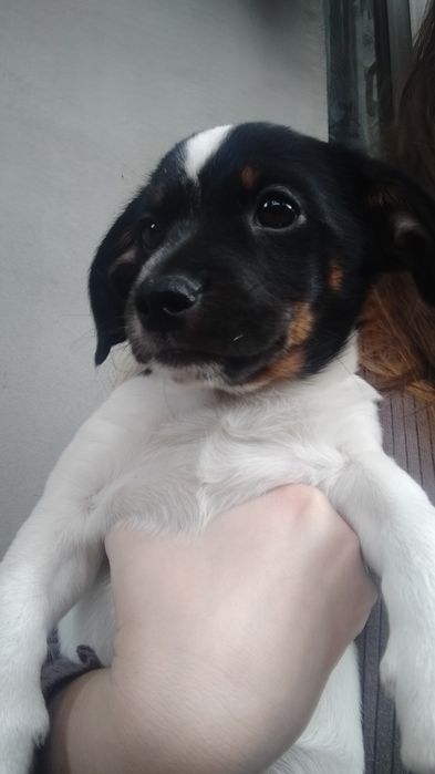 Віддам цуценя дівчинку у добрі руки