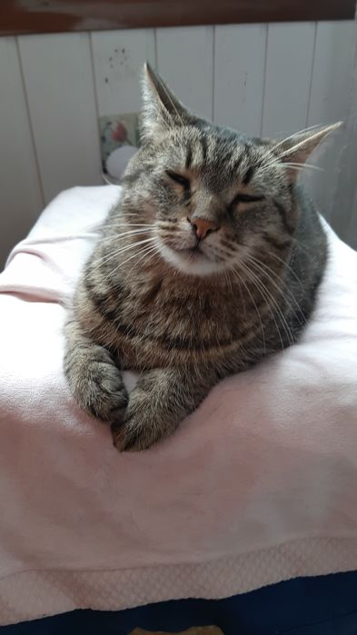 Кастрований молоденький котик в добрі ручки