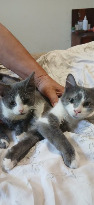 Котик Кай 9 місяців домашній
