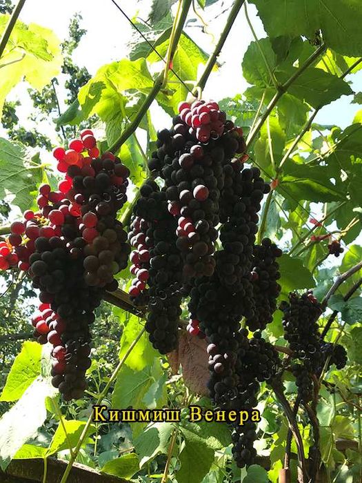 Саджанці винограду (Харків)