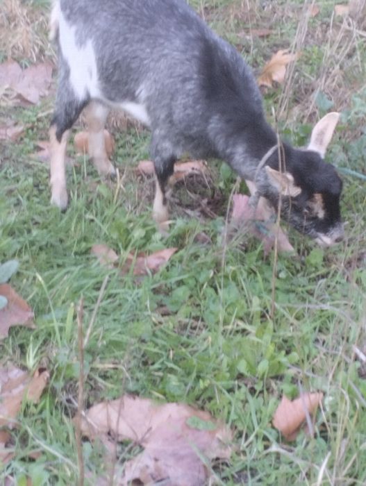 Vendo cabra mais informações WhatsApp