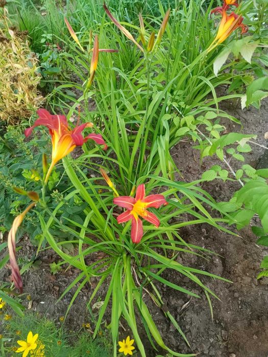 Kwiaty ogrodowe różne 5 - niższe ceny