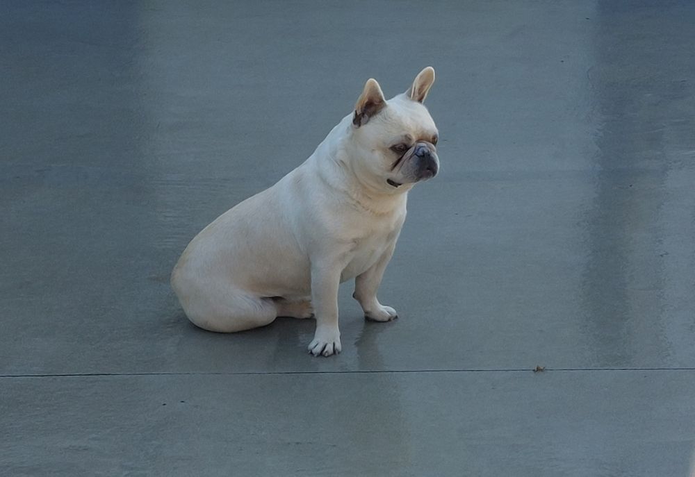 Bulldog francês para acasalamento