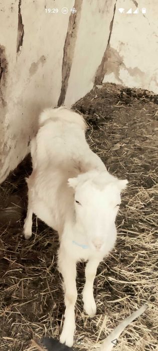 Продам козу ,козенят.