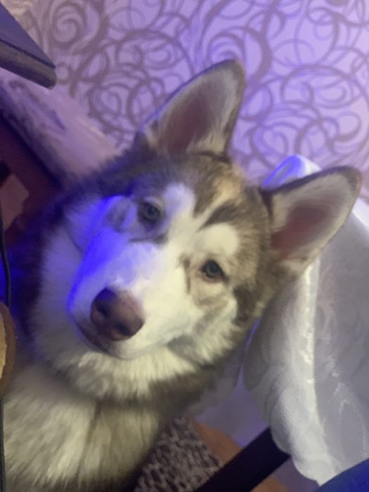 Чистокровний Хаски