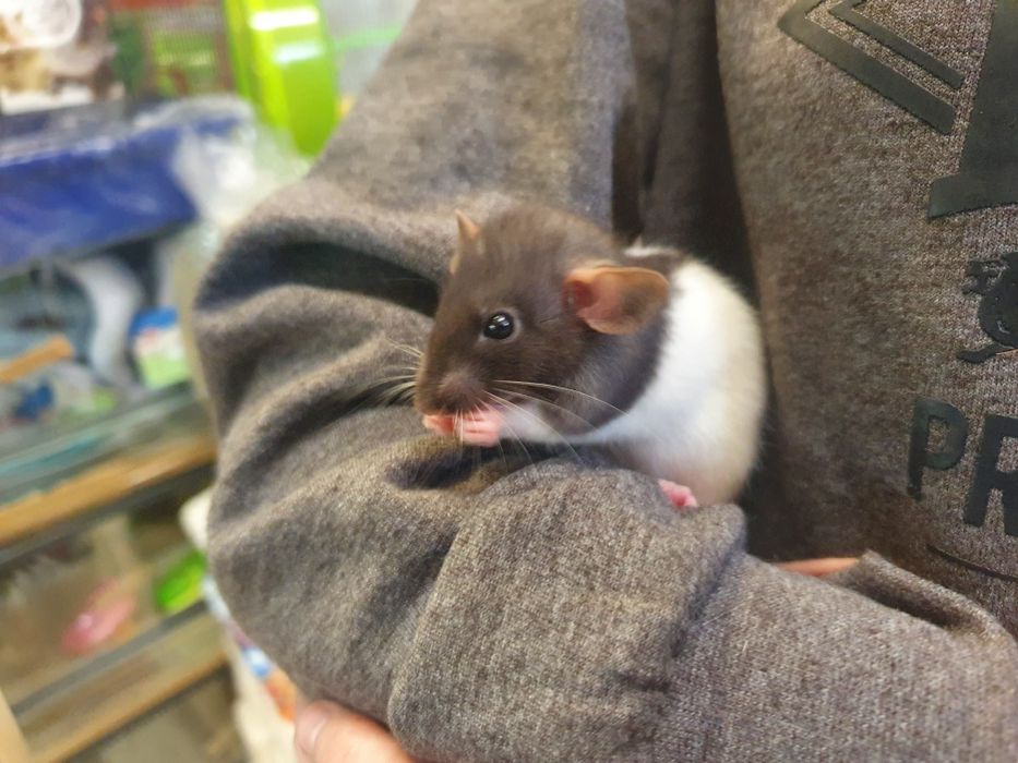 Szczurek Dumbo || Szczurki, szczury, urocze i oswojone samiczki