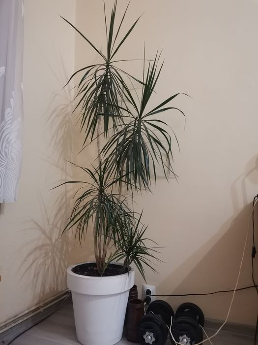 Dracena z donicą od podłogi ponad 180cm