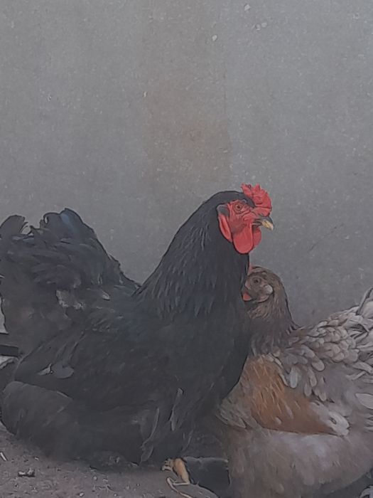 Продам півня Брама
