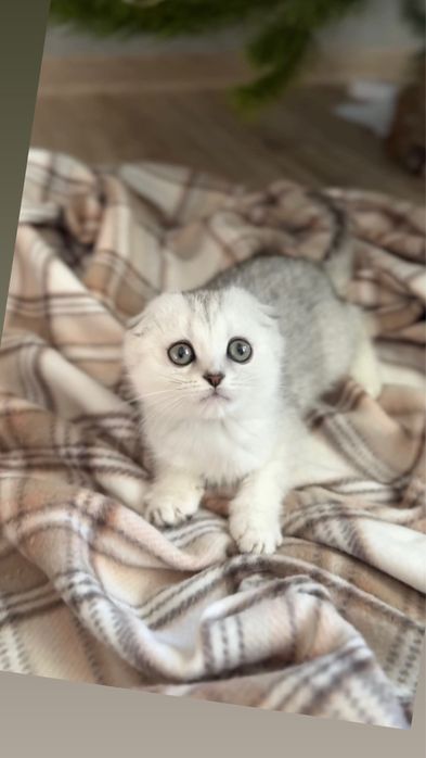 Висловушка киця срібна шиншила дівчинка шотландська од