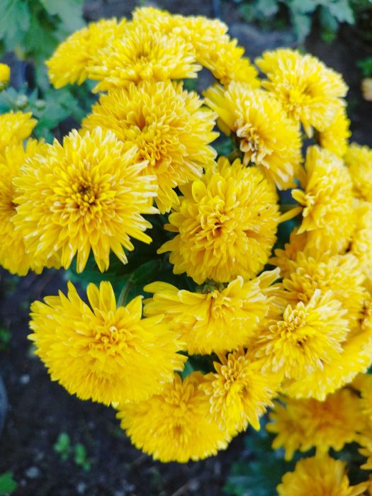 Хризантема мультифлора, саджанці