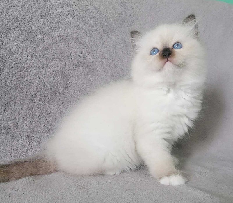 Чарівний пухнастик с добрими навичками-порода регдал