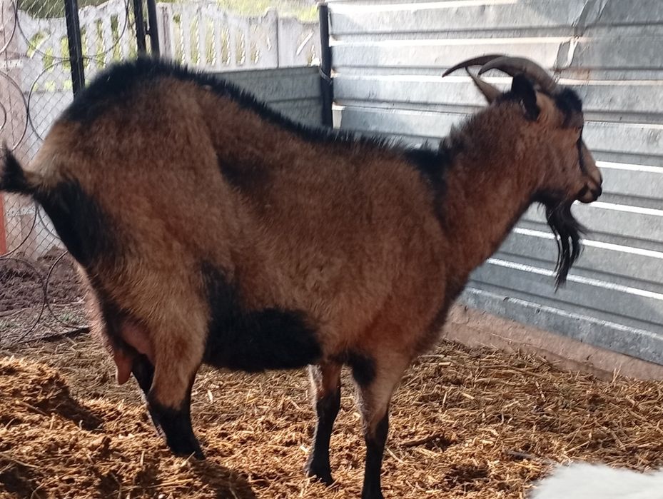 100% альпійська коза
